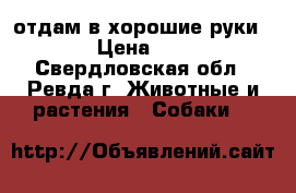 отдам в хорошие руки  › Цена ­ 1 - Свердловская обл., Ревда г. Животные и растения » Собаки   